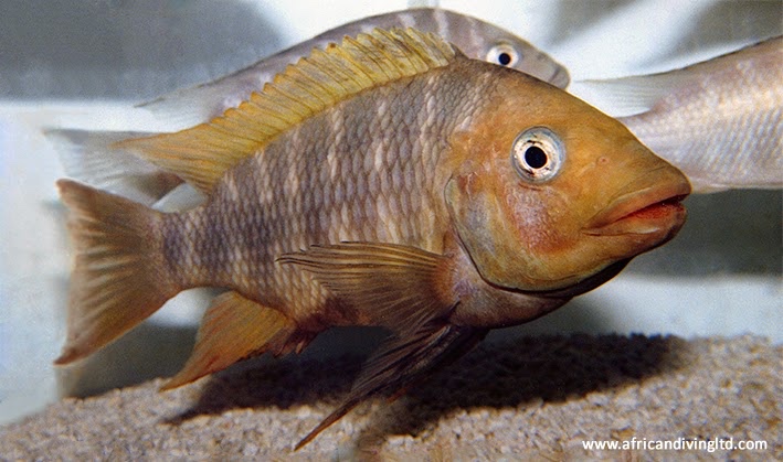 Petrochromis sp. 'red mpimbwe' Cape Mpimbwe
